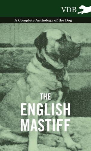 Various english mastiff a - mastiff,