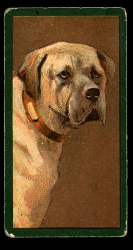 Mastiff old english dog - mastiff,