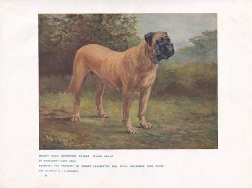 English mastiff dog antique - english,