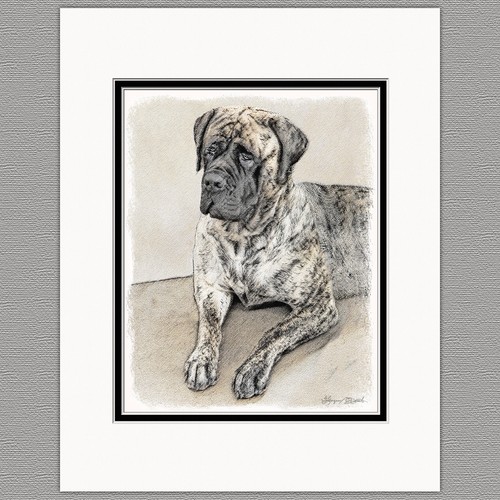 English mastiff dog - mastiff, original
