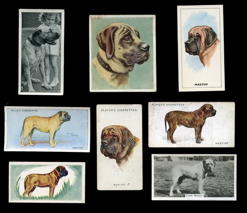 Mastiff old english vintage - mastiff,
