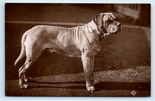 Postcard dog english mastiff - dog,