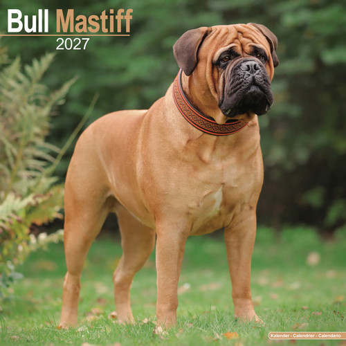 Bull mastiff 2027 - calendar, |