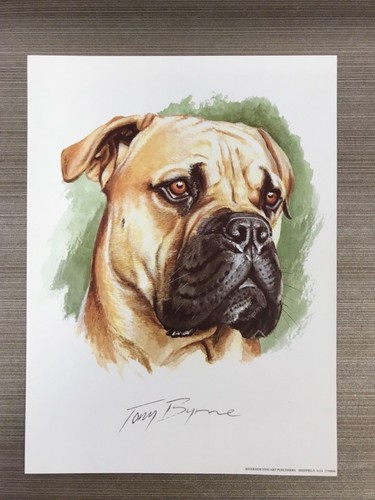 English mastiff dog print - mastiff,