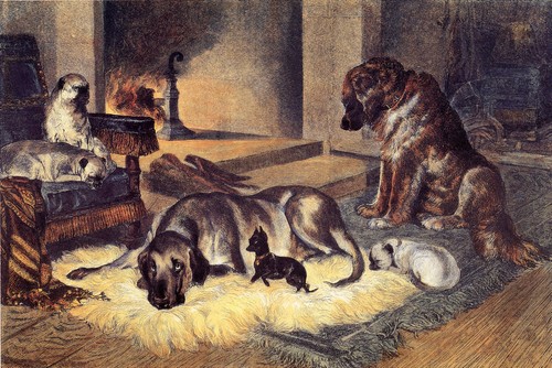 Pug english toy - english, terrier