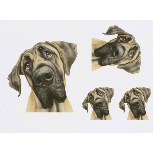 Funny english mastiff - x, 'funny