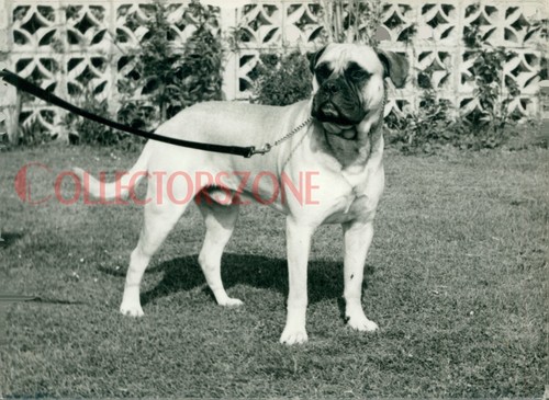 1960 photo dog - 1960's, english