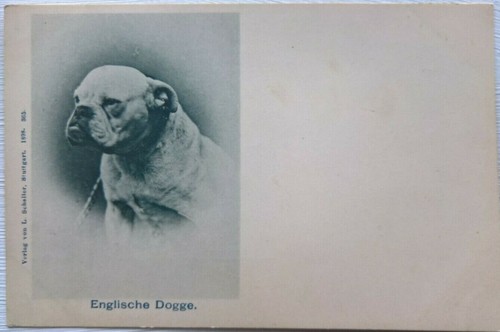 Englische dogge english - englische, dogge.