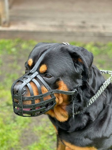 Leather dog muzzle - dog, |