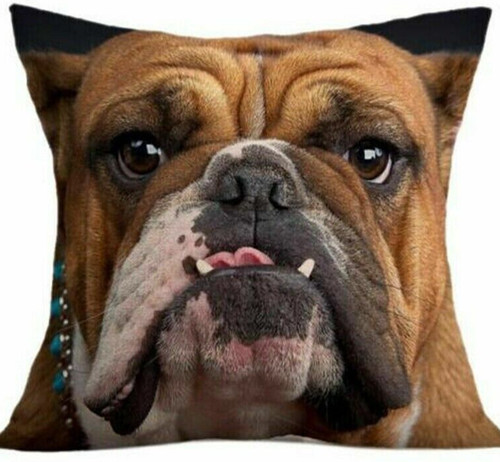 British bulldog mastiff - british,