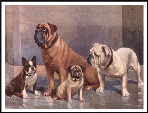 French and english bulldog - and,