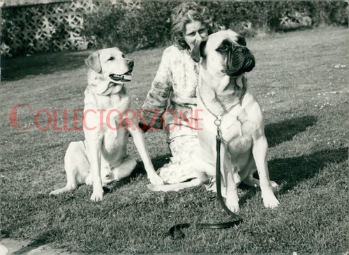 1960 photo dogs english - 1960's,