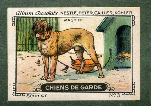 Old english mastiff dog trade - mastiff,